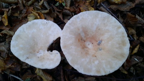 Infundibulicybe geotropa