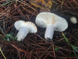 Russula anatina