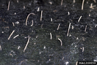 Xylosandrus germanus