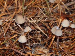 Mycena galopus var. galopus