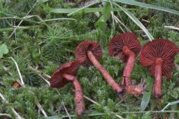 Cortinarius sanguineus