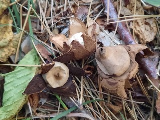 Geastrum rufescens