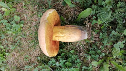 Suillellus luridus