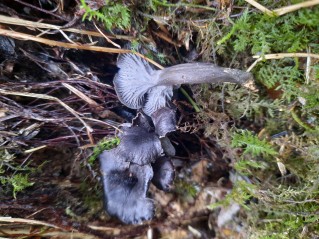 Cantharellus cinereus