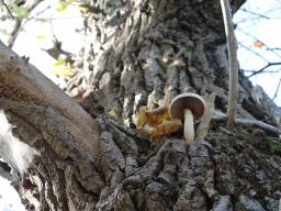 Pholiota populnea