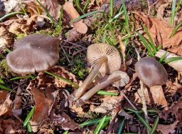 Entoloma vernum