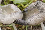 Coprinopsis lagopus