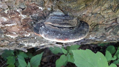 Fomitopsis pinicola