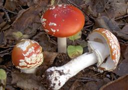 Amanita muscaria