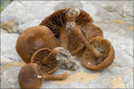 Inocybe