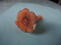 Russula gracillima