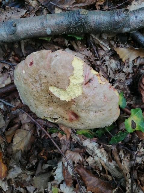 Rubroboletus rhodoxanthus