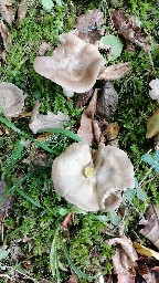 Entoloma rhodopolium