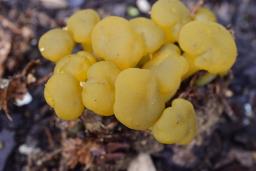 Leotia lubrica