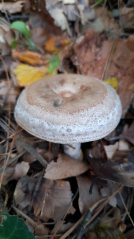 Lactarius quieticolor