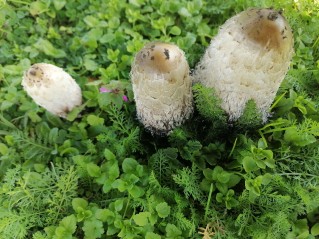 Coprinus comatus