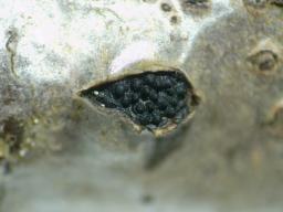 Diaporthe impulsa