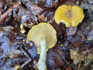Cantharellus amethysteus