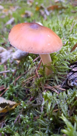 Amanita fulva