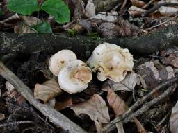 Ripartites tricholoma