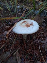 Amanita citrina