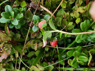 Exobasidium vaccinii