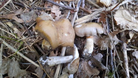 Cortinarius infractus