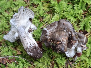 Hygrophorus marzuolus