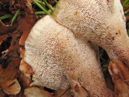 Abortiporus biennis