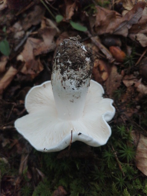 Tricholoma columbetta