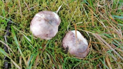 Russula cyanoxantha