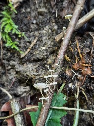 Collybiopsis ramealis