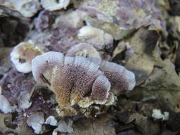 Trichaptum biforme