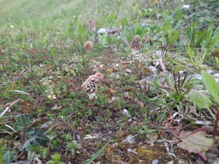 Morchella esculenta