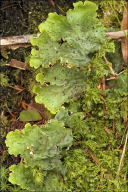 Peltigera leucophlebia