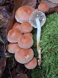 Hypholoma lateritium
