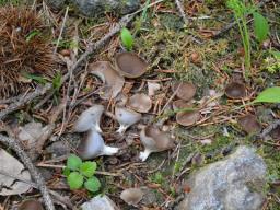 Helvella confusa