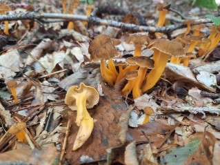 Craterellus lutescens