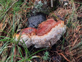 Fomitopsis pinicola