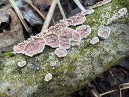 Heteroradulum kmetii