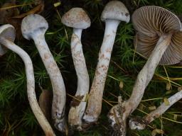 Cortinarius spilomeus