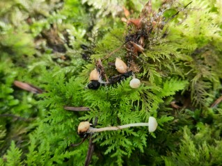 Collybia cookei