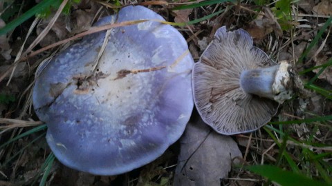 Cortinarius cumatilis