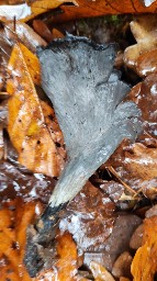 Craterellus cornucopioides