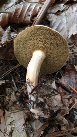 Suillus bovinus