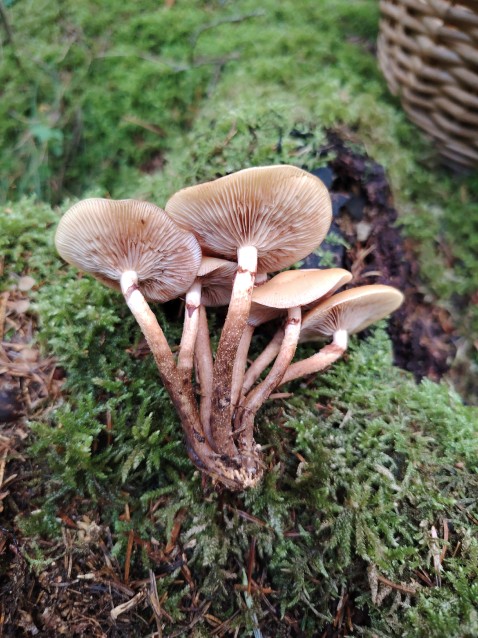 Kuehneromyces mutabilis