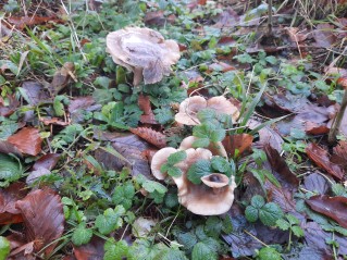 Clitocybe nebularis