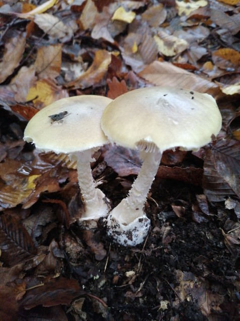 Amanita phalloides