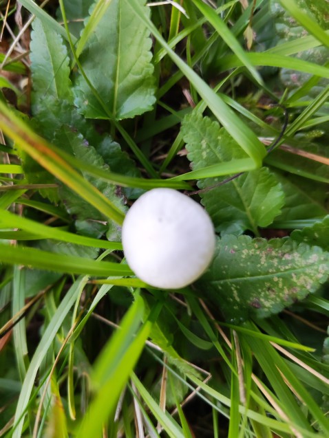 Cuphophyllus virgineus