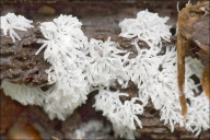 Ceratiomyxa fruticulosa